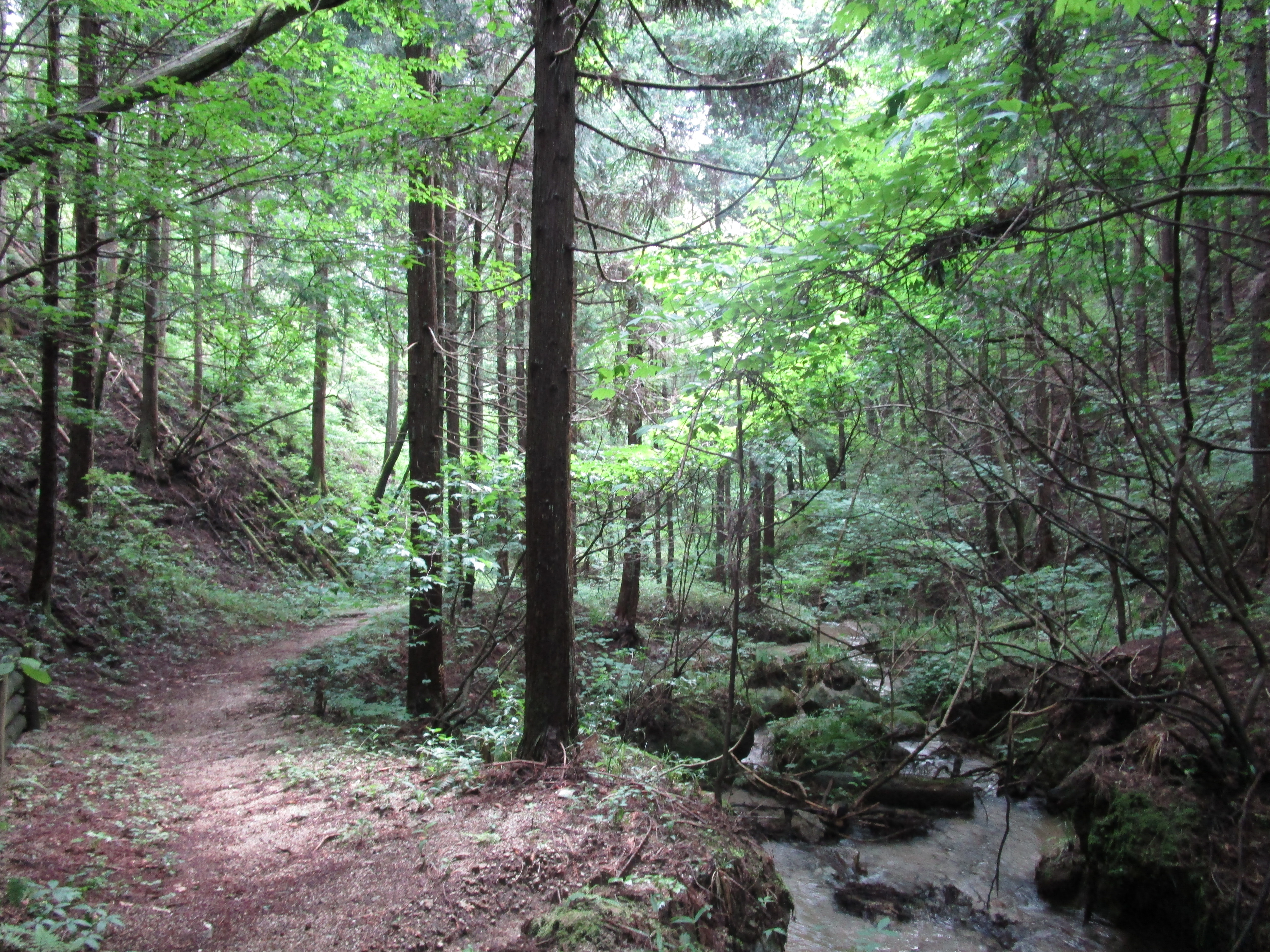 木曽の森林文化が日本遺産に認定されました！